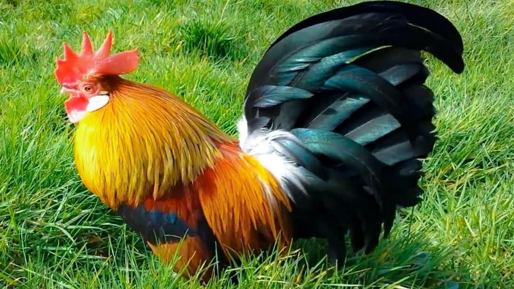 Thời gian sau 15/9 Âm lịch, người tuổi Dậu đón nhận vân may chưa từng có trong năm 2022. Tháng 10 thăng quan tiến chức, tháng 11 tiền tràn ngập két, vàng chất đầy tủ, tháng 12 nồng ấm, hạnh phúc trong tình cảm.