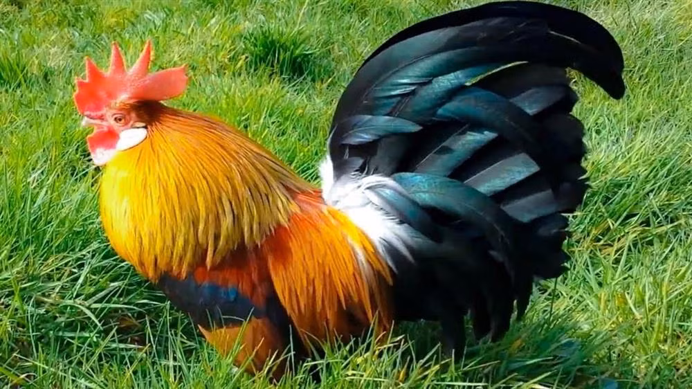 Thời gian sau 15/9 Âm lịch, người tuổi Dậu đón nhận vân may chưa từng có trong năm 2022. Tháng 10 thăng quan tiến chức, tháng 11 tiền tràn ngập két, vàng chất đầy tủ, tháng 12 nồng ấm, hạnh phúc trong tình cảm.