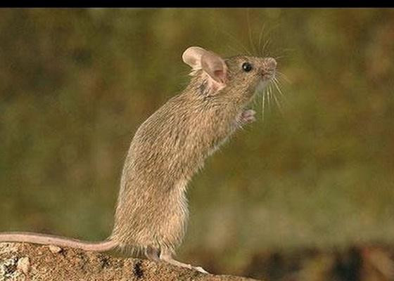 Đây là giai đoạn vượng phát của Tý sau gần một năm gánh hạn Tam Tai, tài lộc theo đó đổ về túi tiền. Với những người làm công ăn lương rất dễ được sếp nâng đỡ, giúp đỡ trong công việc thậm chí bạn có thể thăng tiến vị trí trong thời gian sau đó.