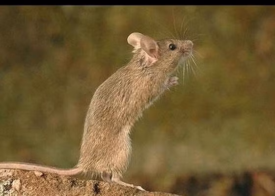 Đây là giai đoạn vượng phát của Tý sau gần một năm gánh hạn Tam Tai, tài lộc theo đó đổ về túi tiền. Với những người làm công ăn lương rất dễ được sếp nâng đỡ, giúp đỡ trong công việc thậm chí bạn có thể thăng tiến vị trí trong thời gian sau đó.