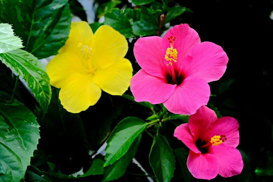 Giờ sinh của người dựa vào chăm chỉ để làm giàu, đổi đời chóng mặt - Hình 3 Gio sinh cua nguoi dua vao cham chi de lam giau, doi doi chong mat-Hinh-3