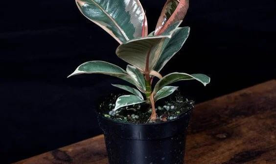 Trong 5 cay canh nay trong nha, con chau muon ngheo cung kho-Hinh-3