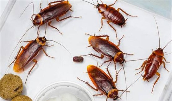 Loài gián và những sự thật kinh hoàng ít ai biết ảnh 1