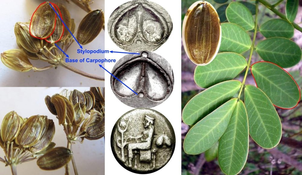 Loai cay da tuyet chung cach day 2.000 nam bat ngo quay tro lai-Hinh-4