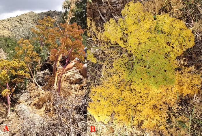 Loai cay da tuyet chung cach day 2.000 nam bat ngo quay tro lai