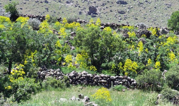 Loai cay da tuyet chung cach day 2.000 nam bat ngo quay tro lai-Hinh-2