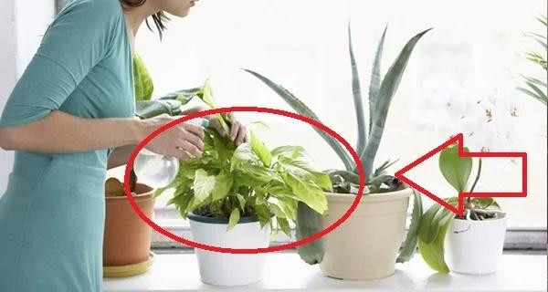 5 cay duong nguoi, cang nuoi gia chu cang khoe manh, giau co-Hinh-2