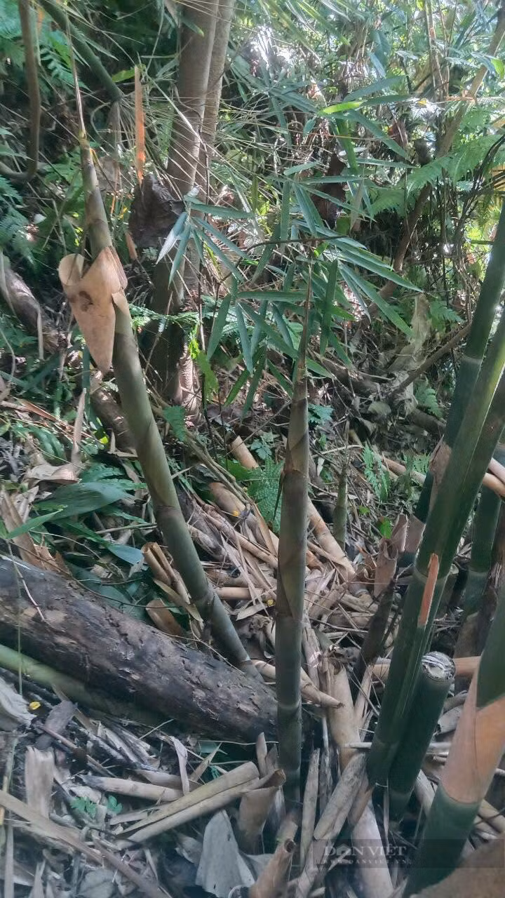 Cuoi nam, mon qua que nay duoc nhieu nguoi “san lung“-Hinh-3