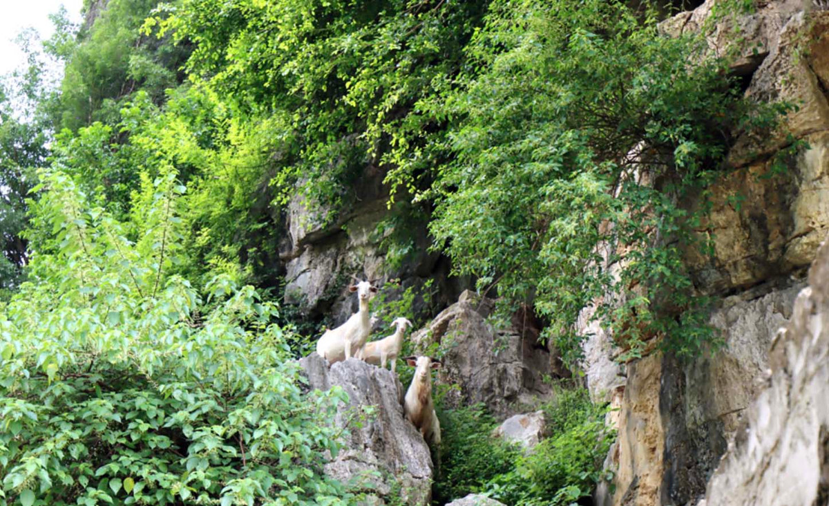 Mon an dac san o Ninh Binh, an la me ngay