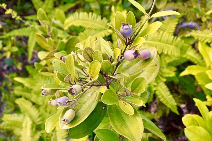 Mon an dac san o Dam Ha - Quang Ninh-Hinh-8