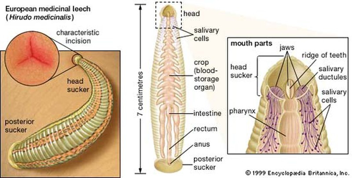 Đỉa có 5 đôi mắt, 300 chiếc răng và 32 bộ não.