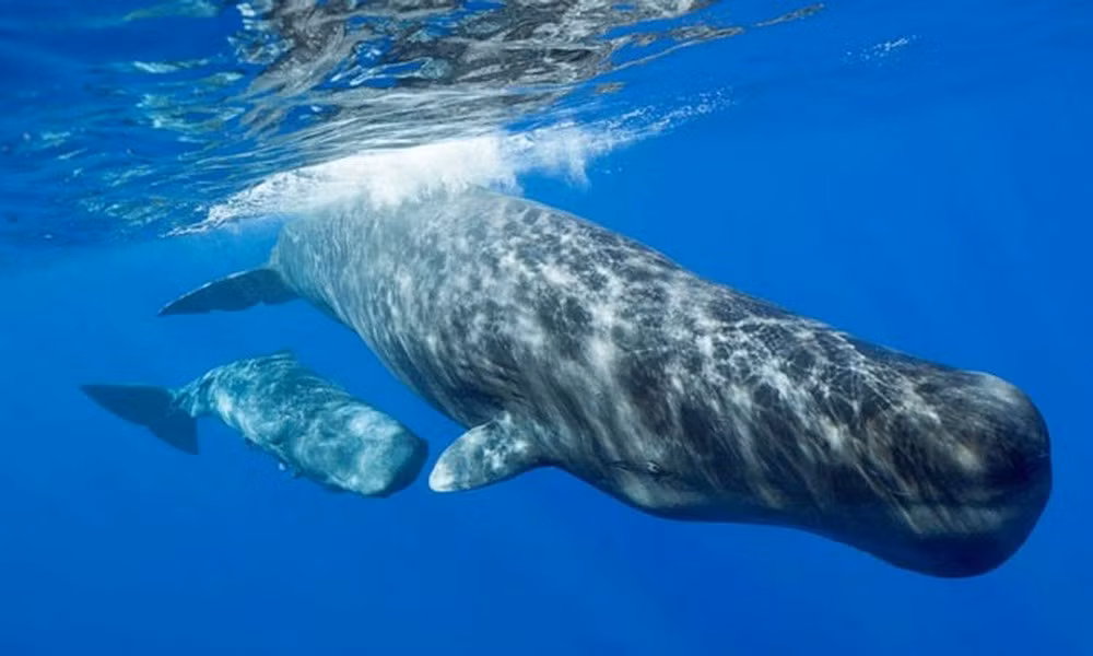 Âm thanh chúng tạo ra tương đương với áp suất âm thanh mà tên lửa Saturn V tạo ra ở khoảng cách 1m.