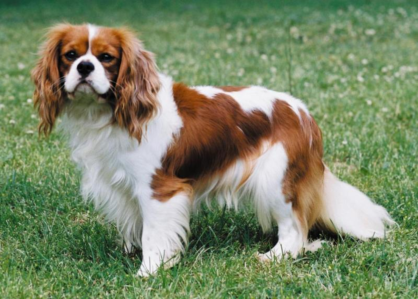 Chó Cavalier King Charles Spaniel có não to hơn cả hộp sọ.