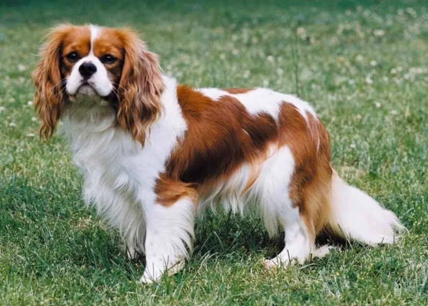 Chó Cavalier King Charles Spaniel có não to hơn cả hộp sọ.