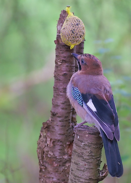 Kết quả nghiên cứu nhận thức của động vật do các nhà khoa học thuộc ĐH Cambridge, Anh: Chim corvids rất thông minh, biết (quy tắc vật lý) nhặt đá cuội bỏ vào lọ để nâng cao mực nước.