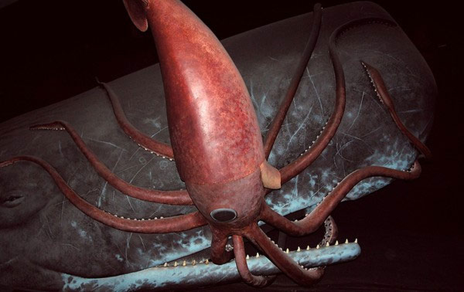 Mực ống khổng lồ (Architeuthis) có trọng lượng 150kg, chiều dài 10m, nhưng chỉ có một bộ não nhỏ 15g.
