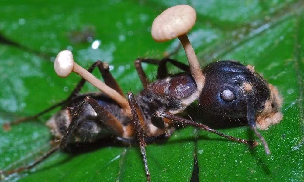 Khi con kiến tử vong cũng là lúc nấm bắt đầu nảy mầm trên đầu kiến.