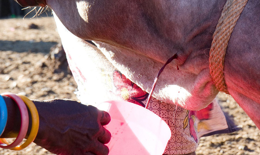  5. Tiết bò: Tộc người Maasai có một truyền thống uống tiết của những con bò mà họ chăm sóc. Thông thường, người ta trộn tiết bò với sữa để uống. Một số người khác sẽ để tiết đông lại rồi luộc chín.