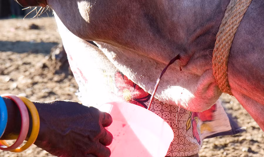  5. Tiết bò: Tộc người Maasai có một truyền thống uống tiết của những con bò mà họ chăm sóc. Thông thường, người ta trộn tiết bò với sữa để uống. Một số người khác sẽ để tiết đông lại rồi luộc chín.