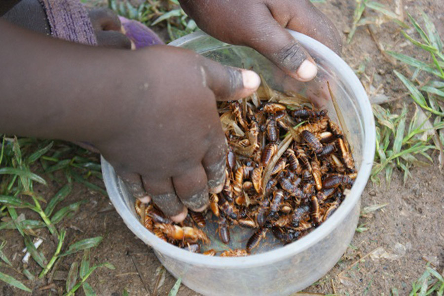  6. Con mối: Khi trời mưa ở Kenya, mối bay ra khỏi tổ tạo thành bầy đàn, chúng sẽ bắt đầu giao phối với nhau. Người dân nhân cơ hội này để bắt chúng đem về làm món ăn. Loại mối này sẽ được ăn sống, sau khi loại bỏ phần đầu quá cứng hoặc đem chiên giòn.
