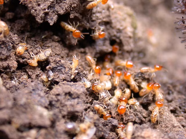 Rung minh 5 mon an tu con trung dang so nhat chau Phi-Hinh-5