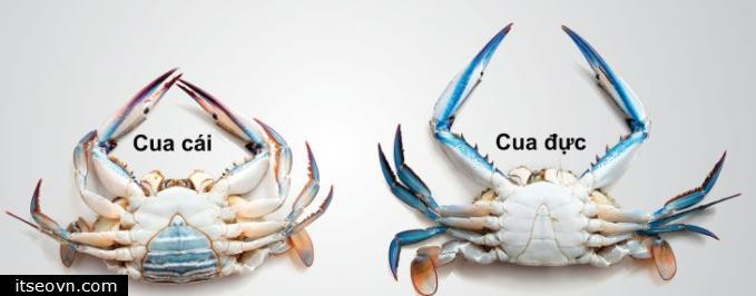 Mẹ người yêu nhờ đi mua cua đực, cô gái kêu trời giữa chợ - Hình 8 Me nguoi yeu nho di mua cua duc, co gai keu troi giua cho-Hinh-8