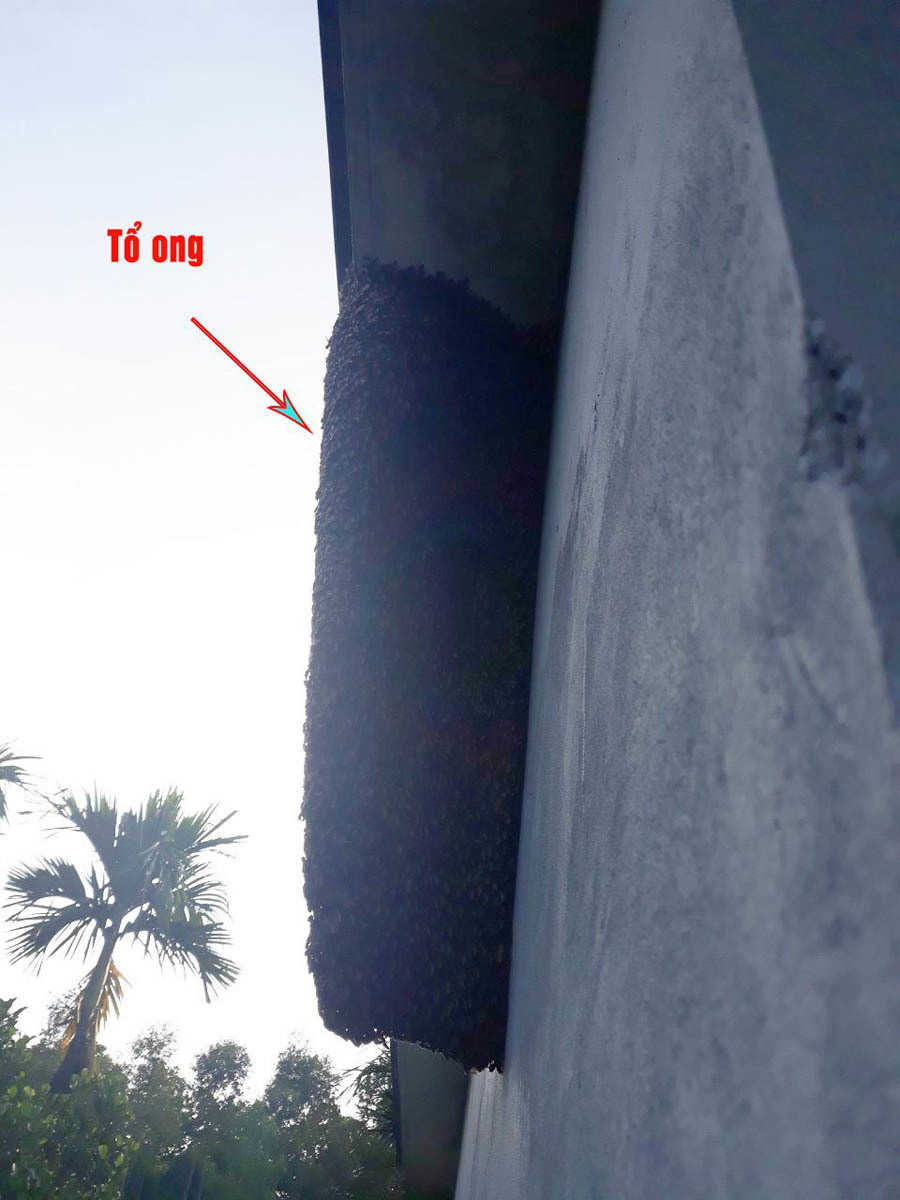 Ca nha bi dan ong tan cong, 5 nguoi nhap vien cap cuu