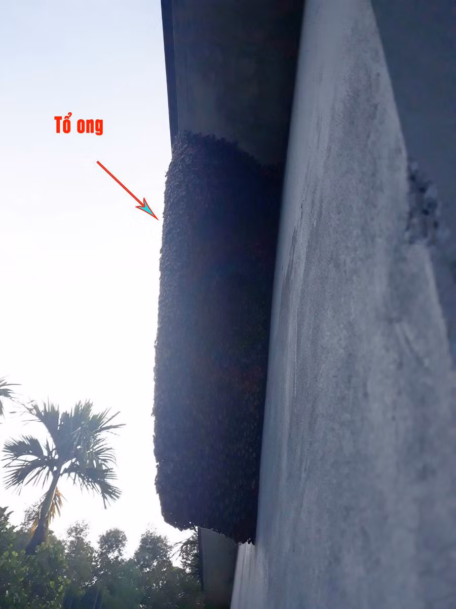 Ca nha bi dan ong tan cong, 5 nguoi nhap vien cap cuu