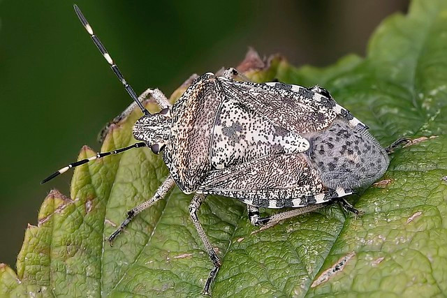  8. Bọ xít – Nam Phi: Ở các nước thuộc khu vực phía nam của châu Phi, bọ xít được ăn riêng hoặc hầm để làm tăng hương vị món ăn. Những người đã từng thử bọ xít nói rằng, chúng có vị hơi giống táo nhưng có lẽ mọi người vẫn thích ăn một quả táo thật sự hơn. 