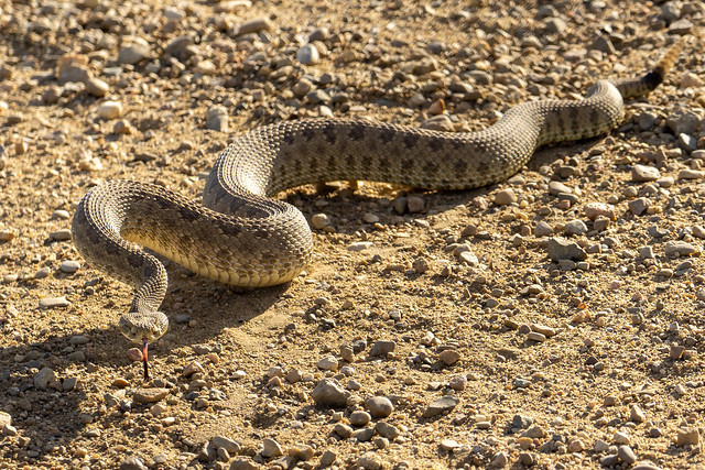  10. Rắn đuôi chuông chiên – Mỹ: Món ăn này được nhiều người dân ở vùng Tây Nam nước Mỹ ưa thích. Nhiều người gọi nó là cá trắng sa mạc vì có mùi vị tương tự cá rô phi. Điều đáng lo ngại khi thưởng thức món ăn này là thịt rắn rất nhiều xương nhỏ, việc cắn vào một hoặc hai chiếc xương khi ăn là chuyện thường tình. Vì vậy, hãy cẩn thận khi có ý định thưởng thức chúng. 
