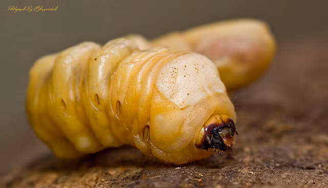  7. Witchetty Grub – Úc: Đây là một loại ấu trùng lớn màu trắng được tìm thấy ở một vùng quê hẻo lánh của Úc và được nhận xét là có mùi vị lai tạo giữa thịt gà và tôm. Chúng chứa nhiều protein nhưng không phải ai cũng đủ dũng cảm để thưởng thức. 