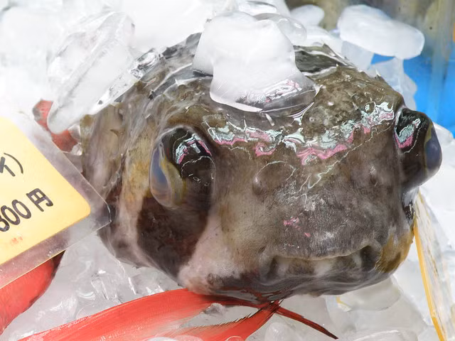  12. Fugu – Nhật Bản: Fugu là một loài cá nóc của Nhật Bản chứa đủ chất độc để giết chết một căn phòng đầy người. Để biến loại cá này như một loại sashimi, các đầu bếp phải trải qua nhiều năm đào tạo để có giấy phép chế biến fugu. Vì lượng người bị ngộ độc khi ăn hiếm khi xảy ra nên món ăn này cực kì đắt đỏ. 