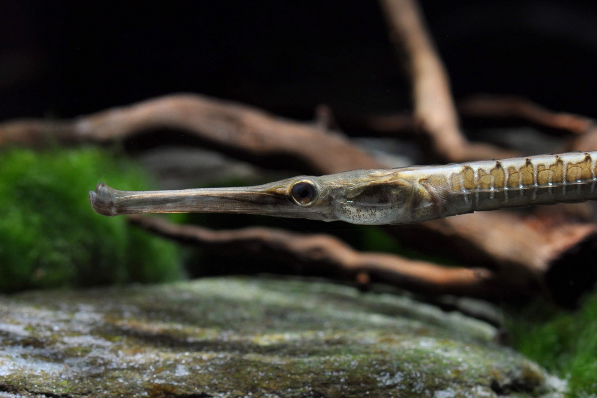 Loài cá này được cộng đồng cá cảnh quốc tế ưa chuộng do ngoại hình độc lạ và kích cỡ phù hợp với các bể nuôi trong nhà. Ảnh: Zierfische.