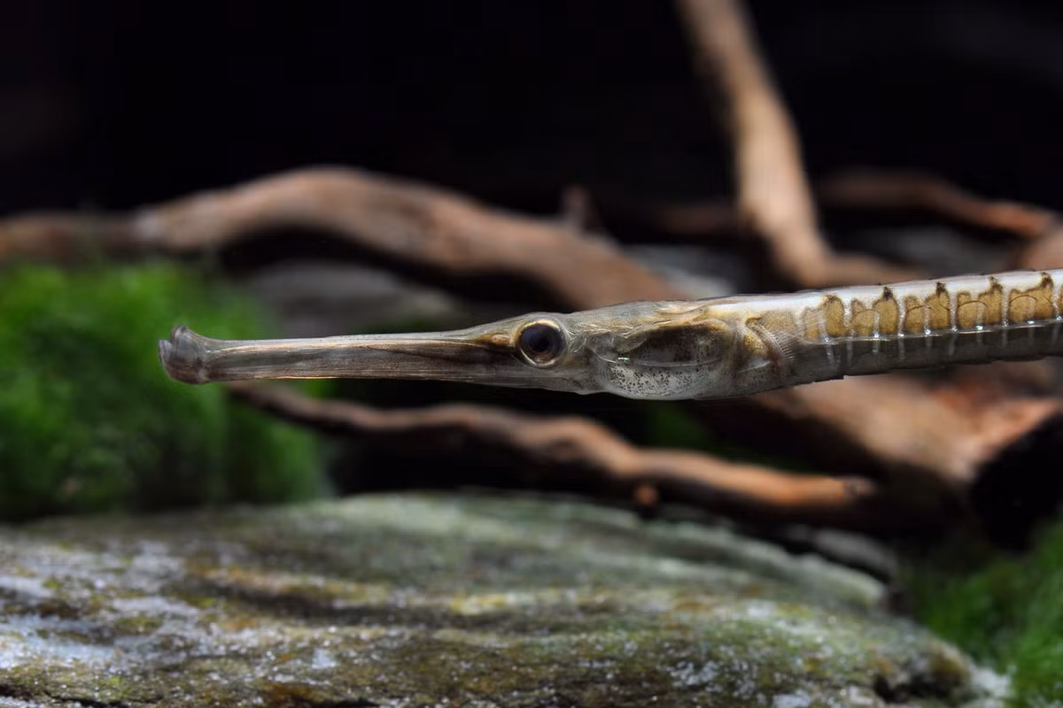 Loài cá này được cộng đồng cá cảnh quốc tế ưa chuộng do ngoại hình độc lạ và kích cỡ phù hợp với các bể nuôi trong nhà. Ảnh: Zierfische.