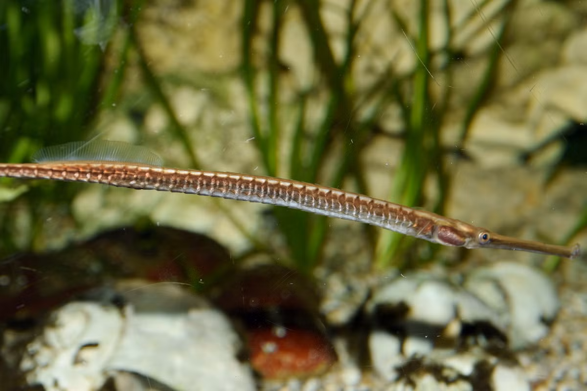 Bộ giáp xương khiến cơ thể cá hải long khá cứng nên chúng bơi bằng quạt vây ngực rất nhanh chứ không thể tạo lực đẩy bằng đuôi. Tốc độ bơi của loài này khá chậm so với các loài cá phổ biến. Ảnh: Wikipedia.