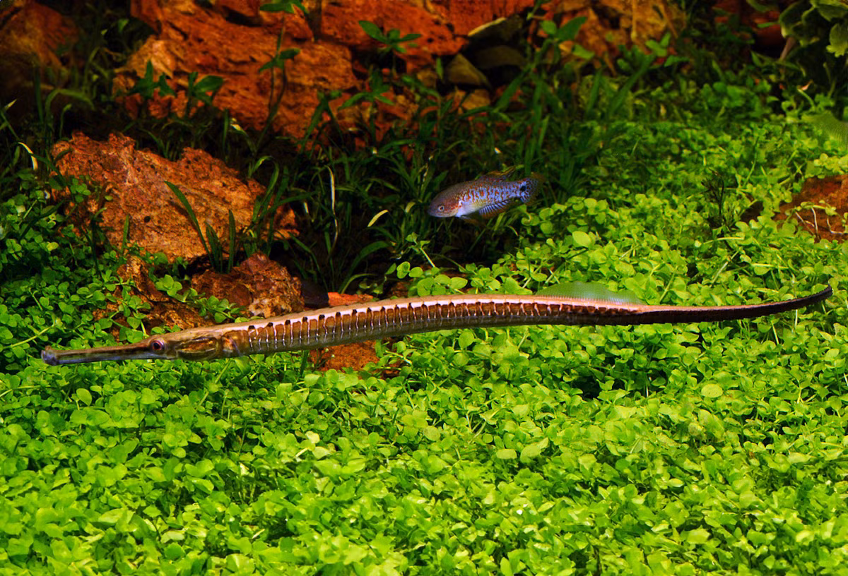 Từ thập niên 1990, cá hải long đã được khai thác ở hạ lưu sông Sài Gòn, Đồng Nai để xuất khẩu. Các chuyên gia cũng đã nghiên cứu thành công quy trình sản xuất giống nhân tạo của loài này. Ảnh: Zoopet.