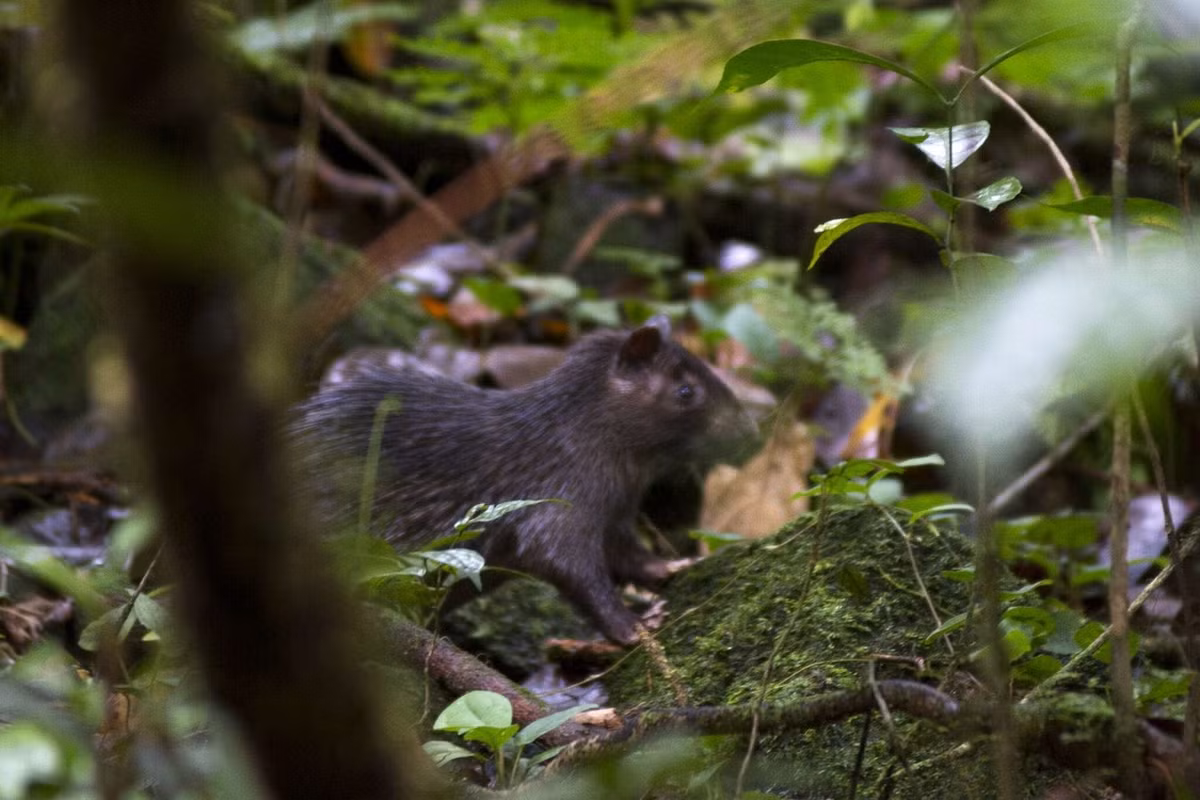 Trong số các loài động vật gặm nhấm sinh sống ở Việt Nam, đon, còn gọi là don hay nhím đuôi dài (Atherurus macrourus) là một loài vật mang nhiều đặc điểm thú vị. Ảnh: Encyclopedia of Life.