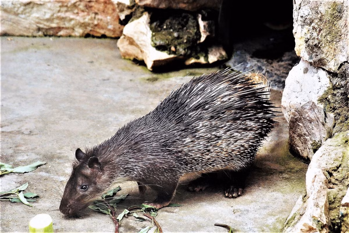 Tuy nhiên cũng cần phải có biện pháp bảo vệ loài đon trong tự nhiên, vì số lượng của chúng đang có xu hướng giảm dần do bị người dân săn bắn và bẫy bắt, cùng tình trạng suy thoái rừng. Ảnh: BioLib.
