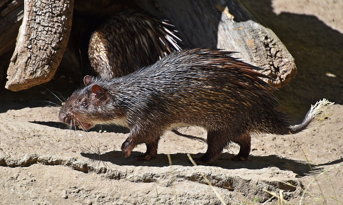 Đon chủ yếu sống ở rừng trên núi đá vôi hay nơi có nhiều đá lộ đầu, ở trong các hang, hốc đá tự nhiên. Đây là loài động vật nhanh nhẹn và có thể chạy, leo lên và bơi tốt. Ảnh: Freunde Hauptstadtzoos.