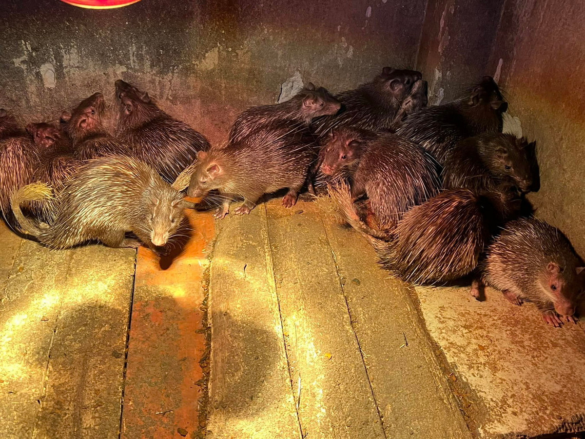 Do có thịt ngon, lại dễ nuôi và sinh sản nên hiện nay đon đã được nuôi thương phẩm tại nhiều trang trại quy mô hộ gia đình ở Việt Nam. Ảnh: Tạp Chí Nông Thôn Việt.