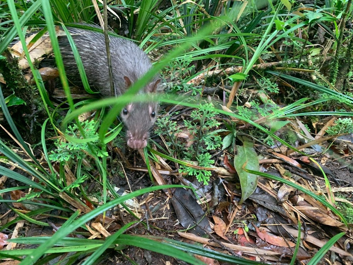 Trên phương diện bảo tồn, số lượng đon ở Việt Nam và các quốc gia trong khu vực còn tương đối nhiều, và chúng chưa phải là loài nằm trong diện bị đe dọa. Ảnh: Vườn quốc gia Hoàng Liên.