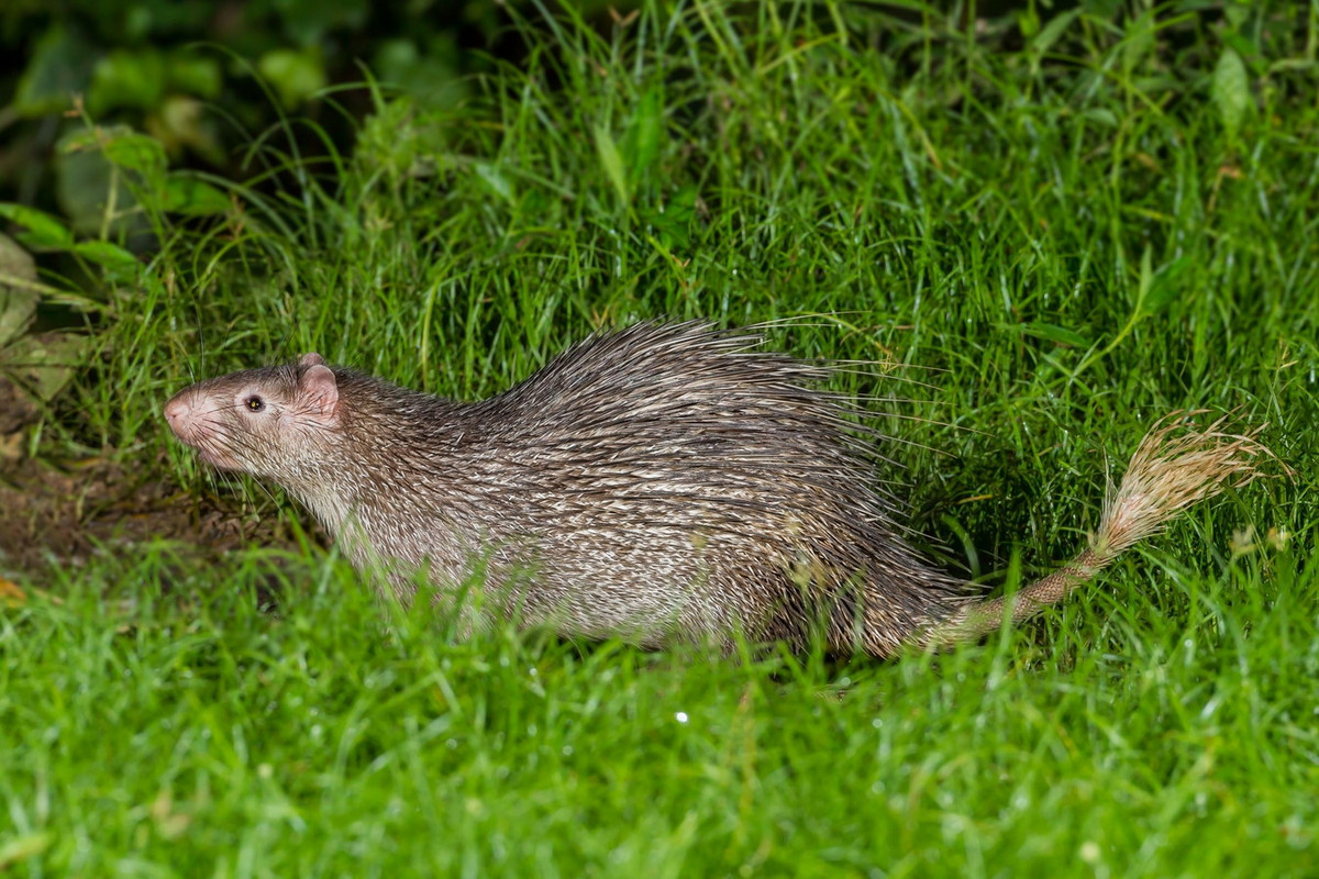 Loài vật này có tập tính sống theo bầy đàn từ 6-8 con. Ban ngày chúng ẩn nấp trong hốc cây, ban đêm mới mò ra kiếm ăn. Ảnh: Earth.com.