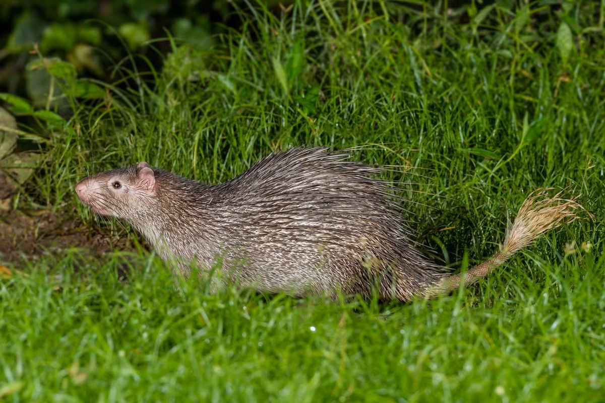 Loài vật này có tập tính sống theo bầy đàn từ 6-8 con. Ban ngày chúng ẩn nấp trong hốc cây, ban đêm mới mò ra kiếm ăn. Ảnh: Earth.com.