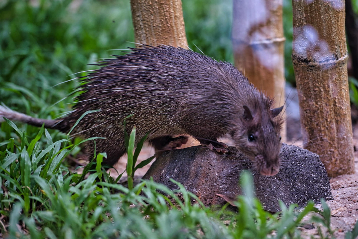Tứ chi của đon ngắn và mập mạp, bàn chân trước và sau có năm ngón, vuốt thẳng, Nệm chân dày, mềm giúp chúng chuyển động êm trong rừng vào đêm tối. Ảnh: EAC News Cambodia.