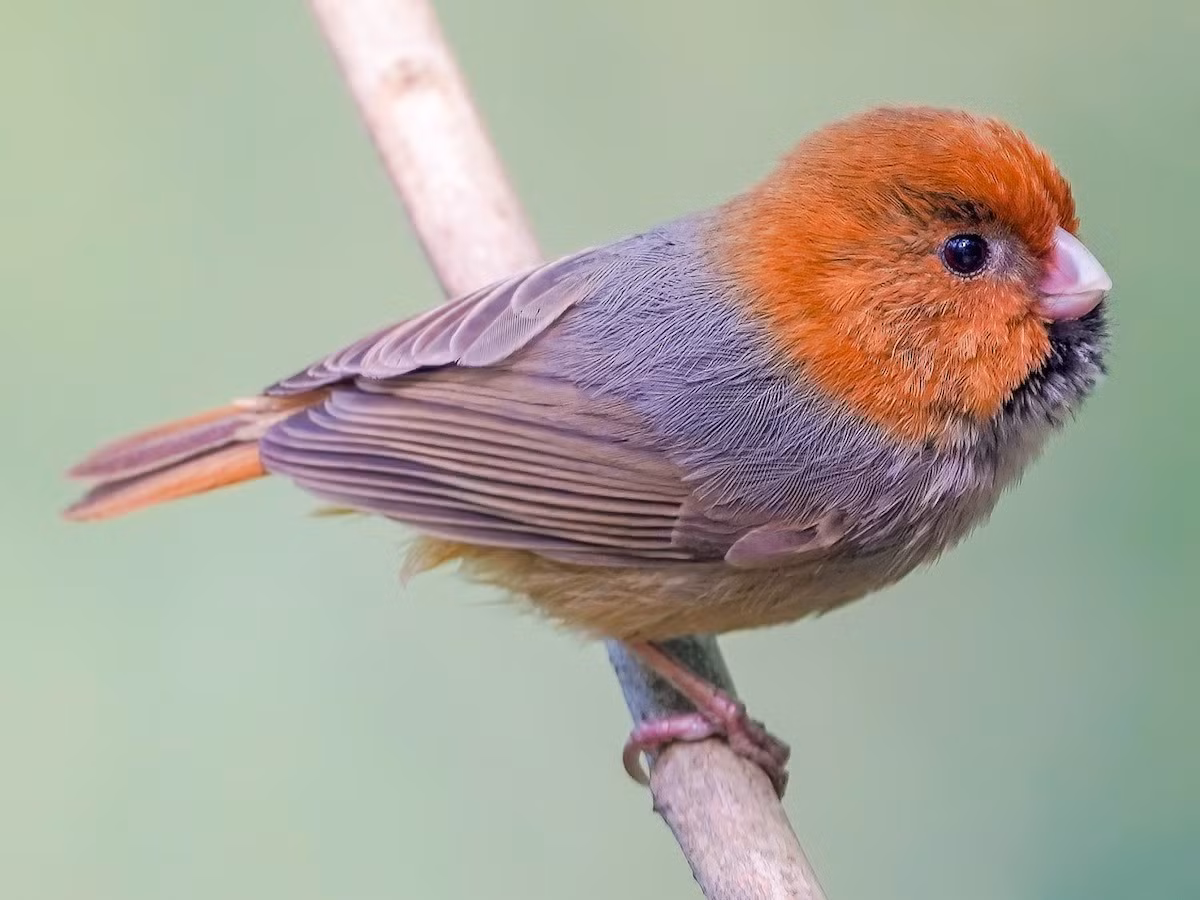 Khướu mỏ dẹt đuôi ngắn (Neosuthora davidiana) dài 9-10 cm, là loài định cư, không phổ biến tại Đông Bắc và Bắc Trung Bộ. Chúng sống ở rừng tre nứa gần rừng lá rộng thường xanh, cây bụi, độ cao 50-1.830 mét, thường di chuyển theo đàn kiếm ăn hỗn hợp.