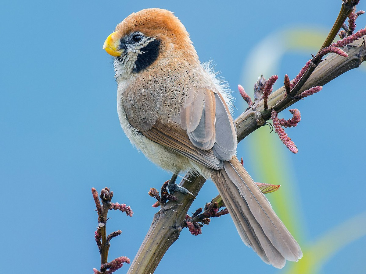 Khướu mỏ dẹt cằm đen (Paradoxornis guttaticollis) dài 18-22 cm, là loài định cư, không phổ biến đến tương đối phổ biến tại Tây Bắc và Đông Bắc. Chúng sống ở rừng thứ sinh, cây bụi, khu vực cỏ cao, tre nứa lùn, độ cao 1.050-2.800 mét, thường di chuyển theo đàn nhỏ.
