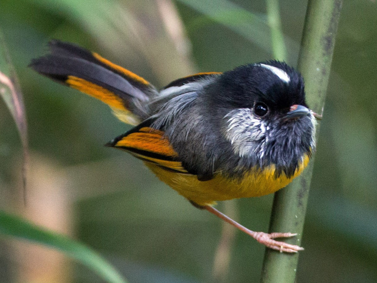 Lách tách ngực vàng (Lioparus chrysotis) dài 11 cm, là loài định cư, tương đối phổ biến tại Tây Bắc và phía Nam của Trung Trung Bộ. Sinh cảnh của chúng là rừng lá rộng thường xanh, rừng thứ sinh, độ cao 1.750-2.650 mét, thường di chuyển theo đàn nhỏ.