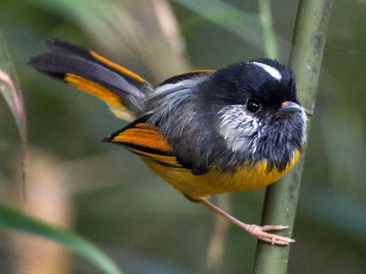 Lách tách ngực vàng (Lioparus chrysotis) dài 11 cm, là loài định cư, tương đối phổ biến tại Tây Bắc và phía Nam của Trung Trung Bộ. Sinh cảnh của chúng là rừng lá rộng thường xanh, rừng thứ sinh, độ cao 1.750-2.650 mét, thường di chuyển theo đàn nhỏ.