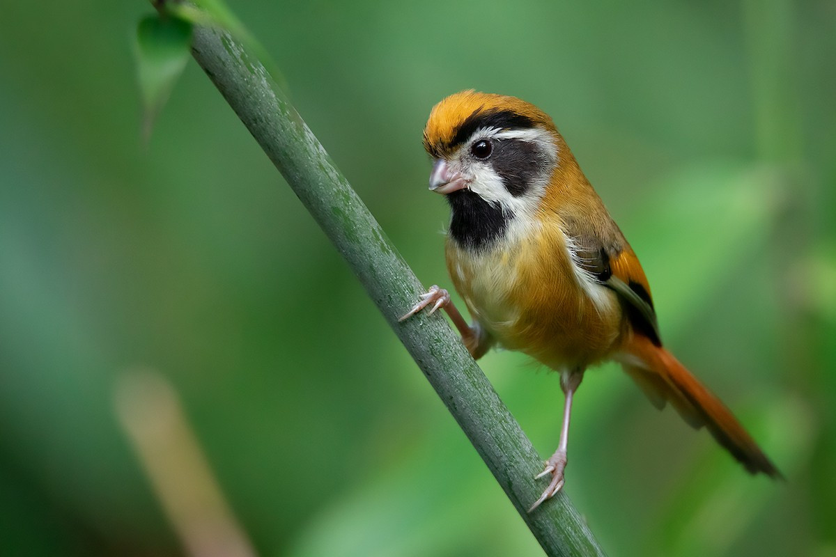 Khướu mỏ dẹt họng đen (Suthora nipalensis) dài 11-12 cm, là loài định cư, không phổ biến tại Bắc và Trung Trung Bộ. Chúng sống ở rừng lá rộng thường xanh, bìa rừng, rừng tre nứa, độ cao 1.200-2.000 mét, thường di chuyển nhanh theo đàn.