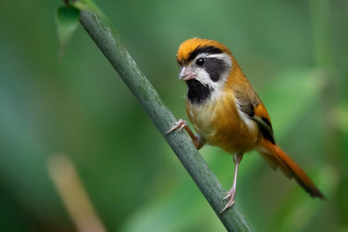 Khướu mỏ dẹt họng đen (Suthora nipalensis) dài 11-12 cm, là loài định cư, không phổ biến tại Bắc và Trung Trung Bộ. Chúng sống ở rừng lá rộng thường xanh, bìa rừng, rừng tre nứa, độ cao 1.200-2.000 mét, thường di chuyển nhanh theo đàn.